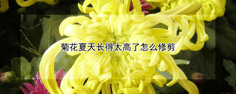 菊花夏天长得太高了怎么修剪（菊花夏天长的太高了怎么修剪）