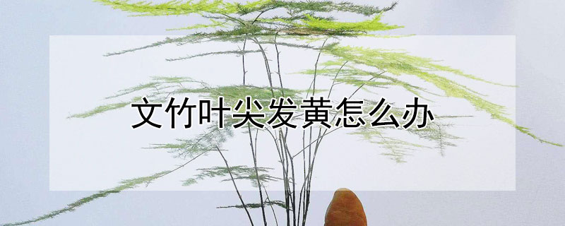 文竹叶尖发黄怎么办（文竹叶子尖尖发黄怎么挽救）