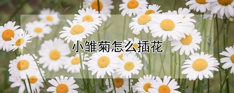 小雏菊怎么插花(百合和小雏菊怎么插花)