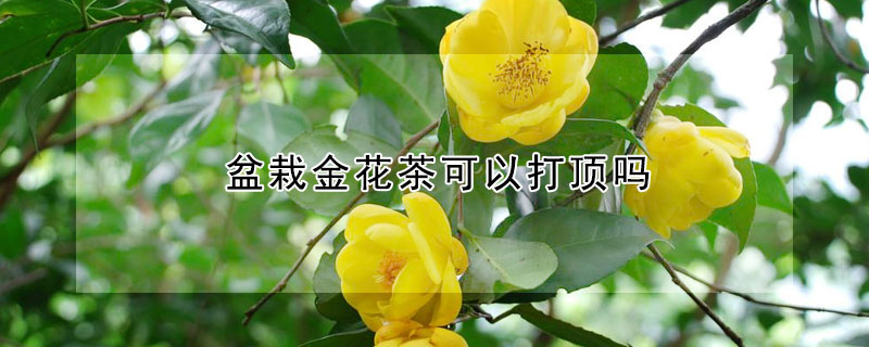 盆栽金花茶可以打顶吗 金花茶苗打顶方法