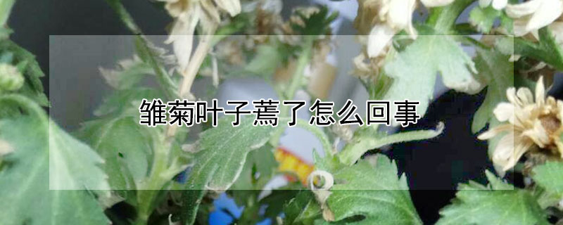 雏菊叶子蔫了怎么回事（雏菊叶子蔫了怎么办）