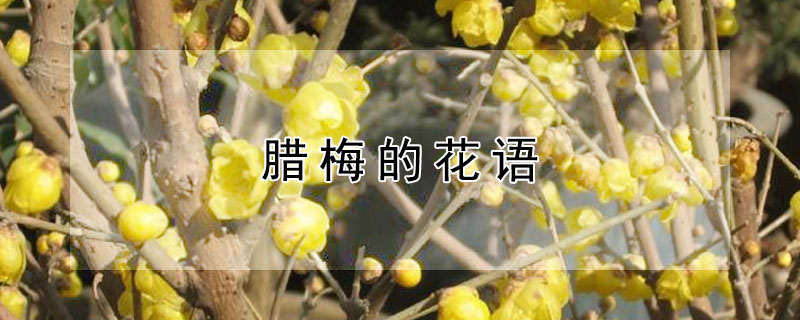 腊梅的花语 腊梅的花语是什么