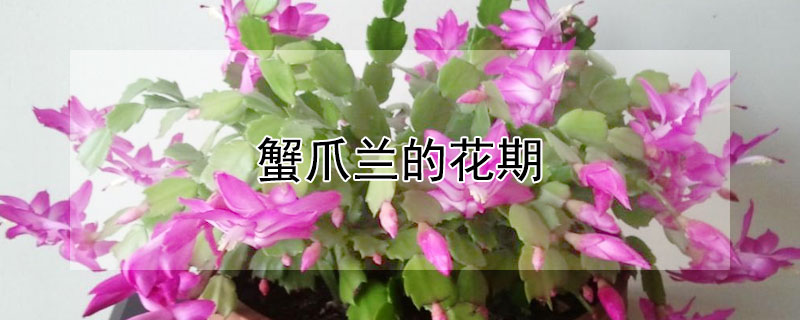 蟹爪兰的花期 蟹爪兰的花期是几月份