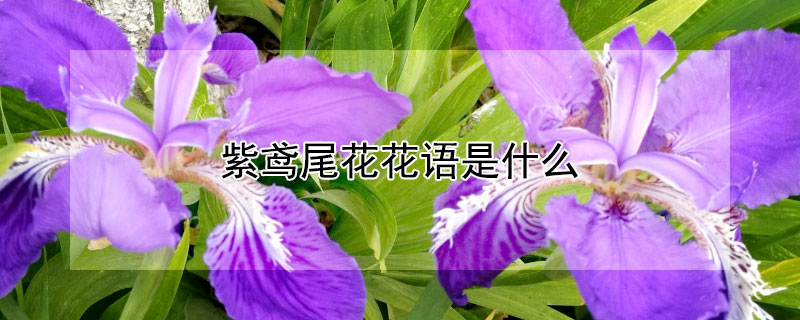 紫鸢尾花花语是什么（紫鸢花的花语是什么?）