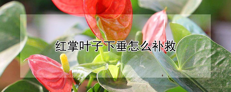 红掌叶子下垂怎么补救(红掌叶子向下垂啥原因)