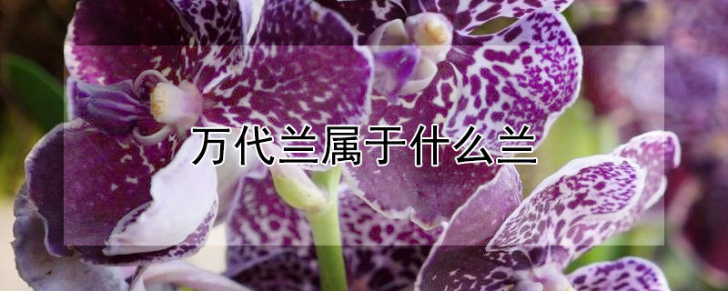 万代兰属于什么兰（万代兰种类）