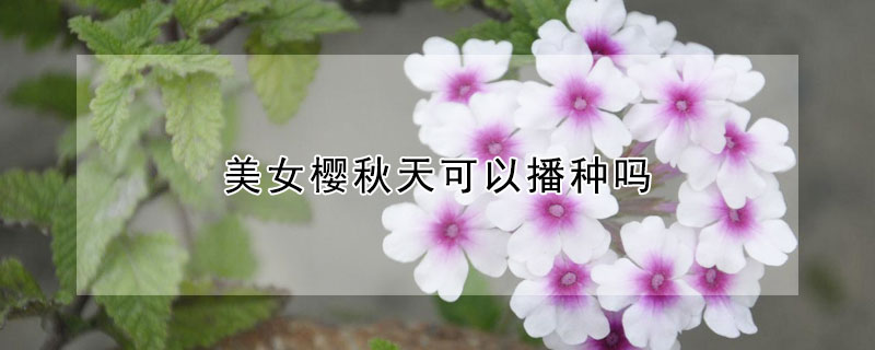 美女樱秋天可以播种吗（美女樱秋天可以播种么）