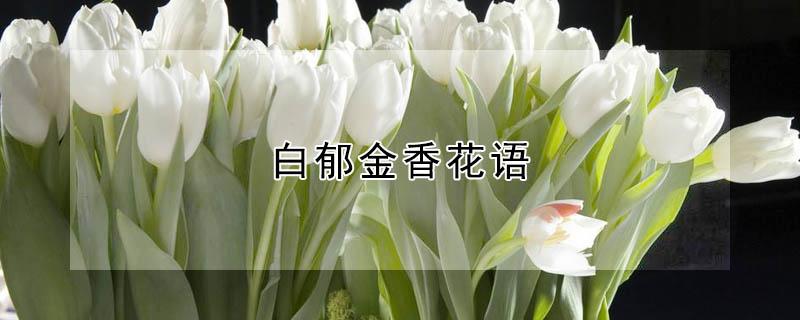 白郁金香花语 紫色郁金香花语
