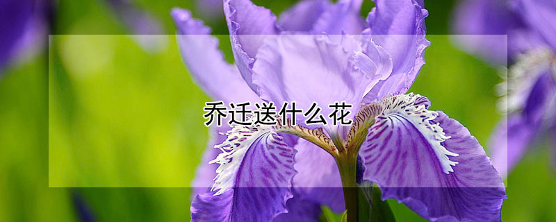 乔迁送什么花（乔迁送什么花寓意好）
