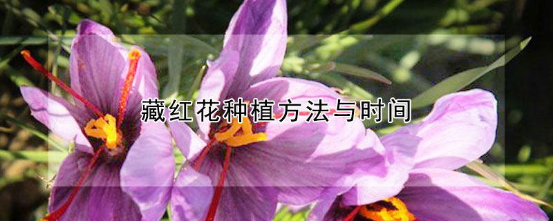 藏红花种植方法与时间（室内藏红花种植方法与时间）