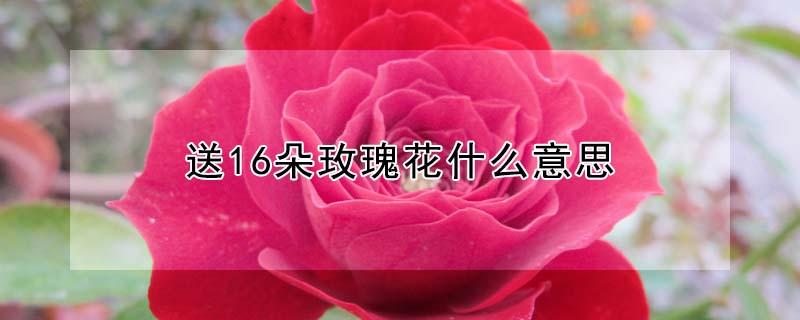 送16朵玫瑰花什么意思 送玫瑰花16朵是什么含义