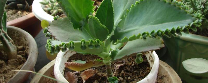 落地生根花的寓意(落地生根花语及寓意)