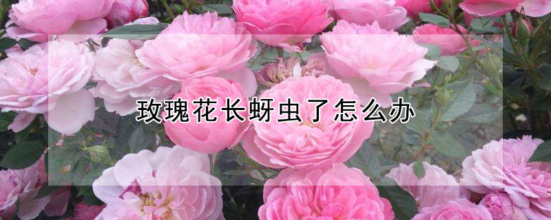 玫瑰花长蚜虫了怎么办 玫瑰花蕾长蚜虫了怎么办