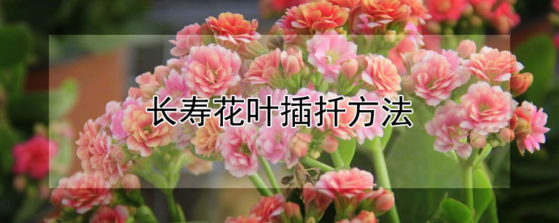长寿花叶插扦方法 长寿花叶插扦插的方法