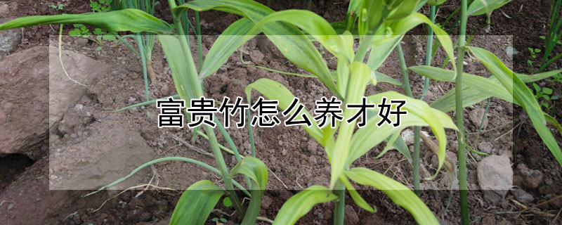 富贵竹怎么养才好（红色富贵竹怎么养才好）