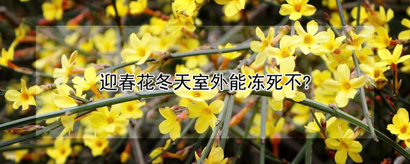 迎春花冬天室外能冻死不?（迎春花盆栽冬天怎么养怕冻吗）