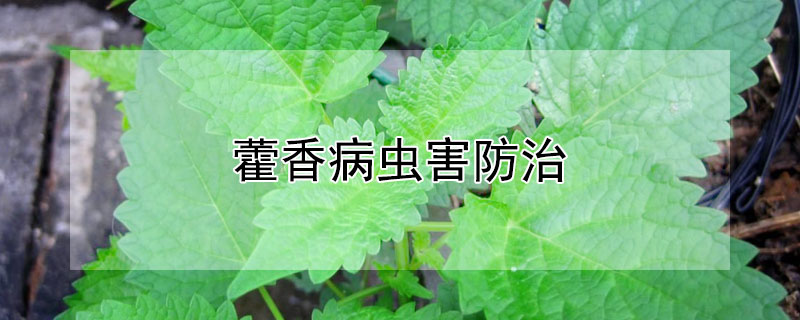 藿香病虫害防治（藿香的病虫害）