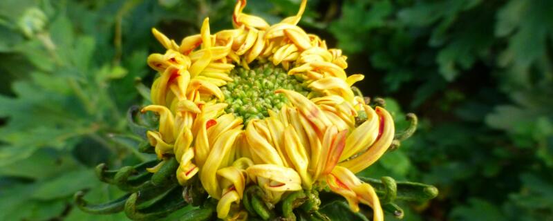 菊花花语（菊花花语和寓意是什么）