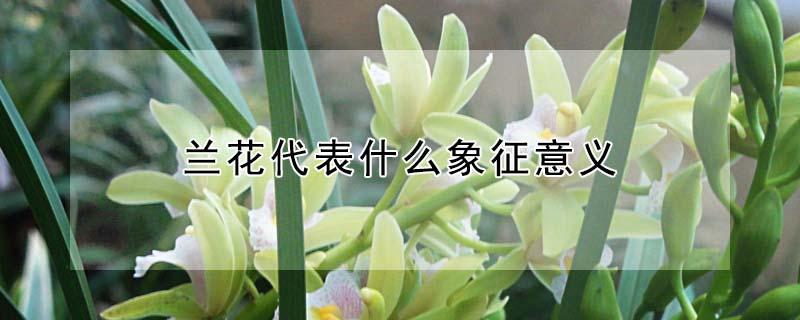 兰花代表什么象征意义（君子兰花代表什么象征意义）