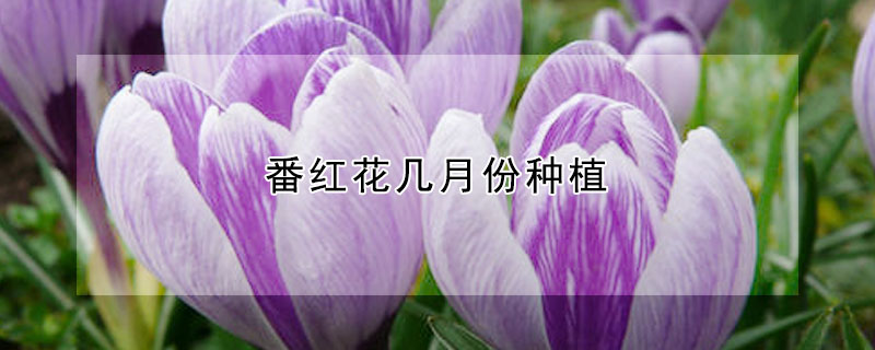 番红花几月份种植（番红花什么时候种植）