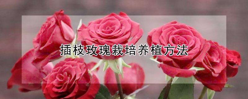 插枝玫瑰栽培养植方法 扦插种植玫瑰技巧
