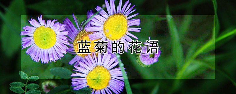 蓝菊的花语 蓝菊的花语是什么