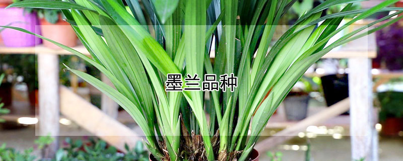 墨兰品种（墨兰品种哪个品种最好）