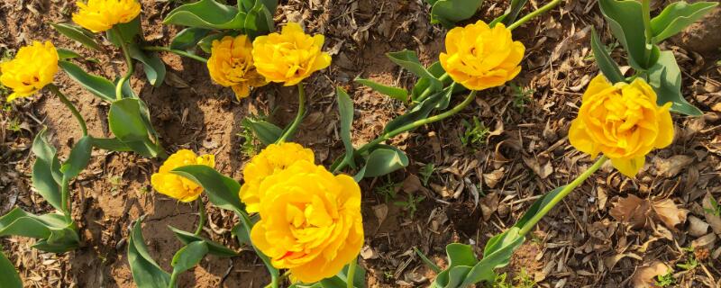 黄色郁金香花语 黄色郁金香花语是啥