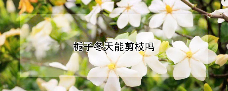栀子冬天能剪枝吗（栀子花冬天修剪吗）
