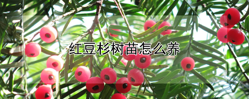 红豆杉树苗怎么养 红豆杉树苗怎么栽培