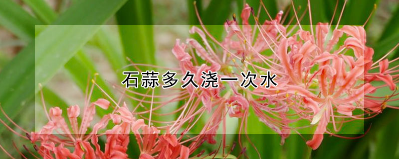 石蒜多久浇一次水 蒜要多久浇一次水