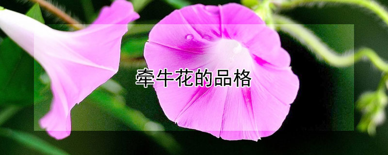 牵牛花的品格（牵牛花的品格是什么）
