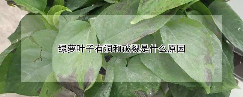 绿萝叶子有洞和破裂是什么原因（绿萝叶片有洞和裂痕）