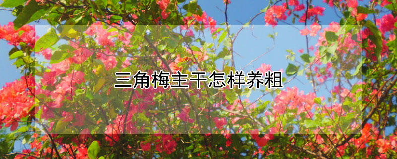 三角梅主干怎样养粗 三角梅怎么养粗壮