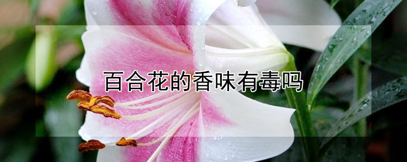 百合花的香味有毒吗 百合花的味道是否有毒