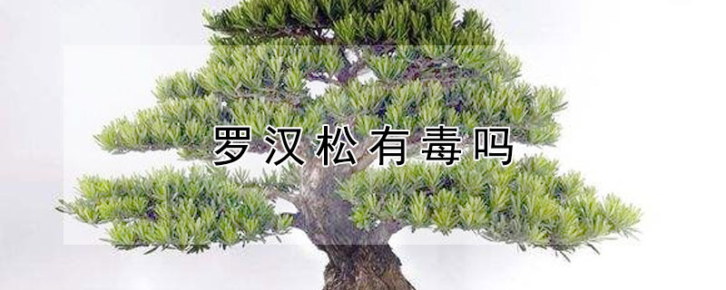 罗汉松有毒吗（罗汉松有毒吗能放卧室吗）