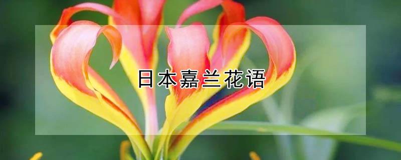 日本嘉兰花语(日本铃兰花语)