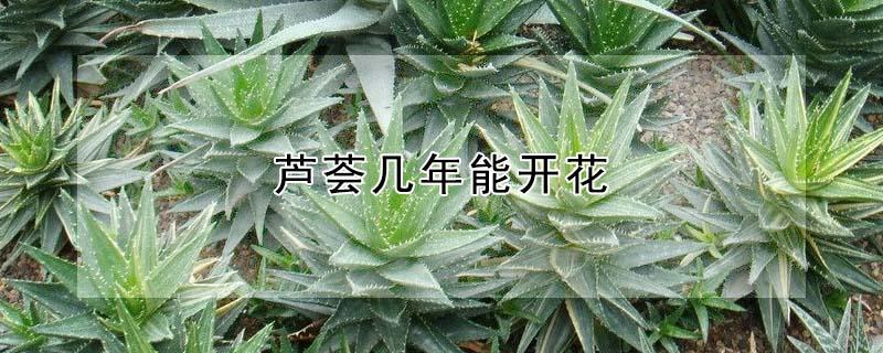 芦荟几年能开花 芦荟养多少年能开花