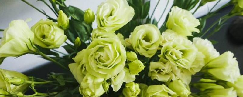 洋桔梗花语是什么(白色洋桔梗花语是什么)