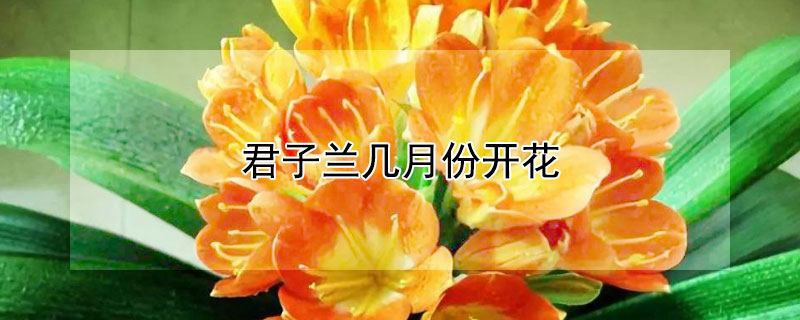 君子兰几月份开花 君子兰几月份开花?