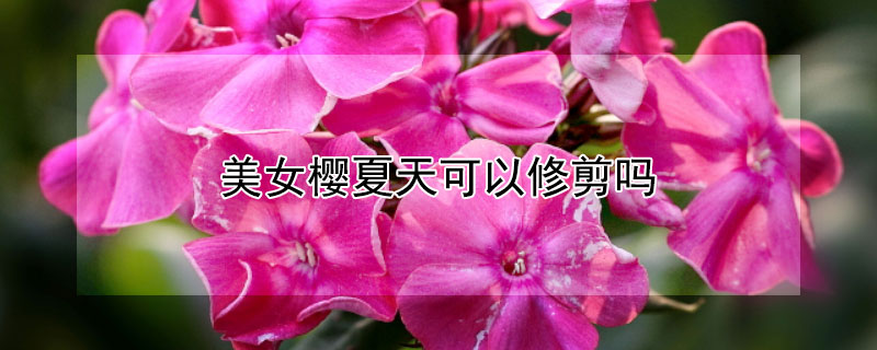 美女樱夏天可以修剪吗 美女樱夏天能重剪吗