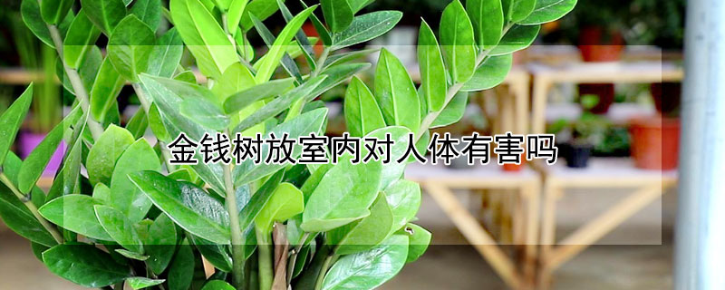 金钱树放室内对人体有害吗（金钱树放在室内有什么好处）