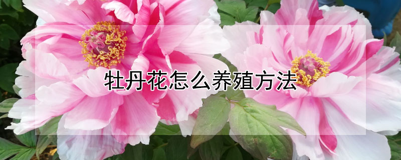 牡丹花怎么养殖方法 牡丹花怎么养殖方法视频
