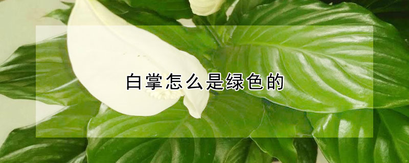 白掌怎么是绿色的（白掌怎么会变绿色）