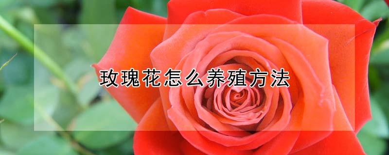 玫瑰花怎么养殖方法（红刺玫瑰花怎么养殖方法）