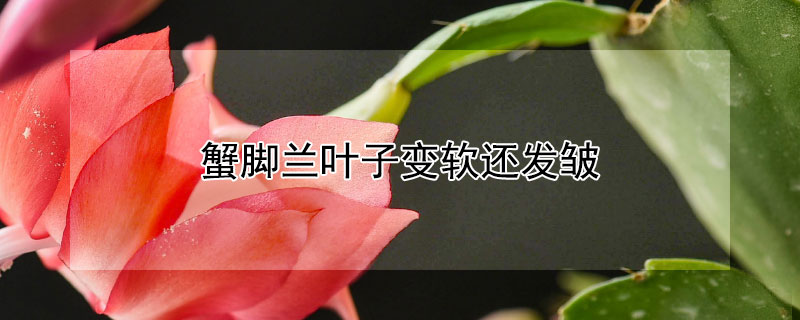 蟹脚兰叶子变软还发皱（蟹脚兰开花叶子变软还发皱）