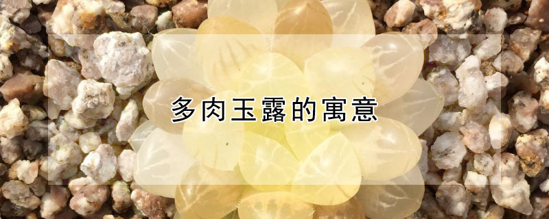 多肉玉露的寓意（多肉玉露含义）