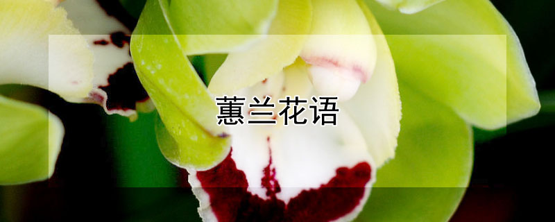 蕙兰花语 蕙兰花语祝福语