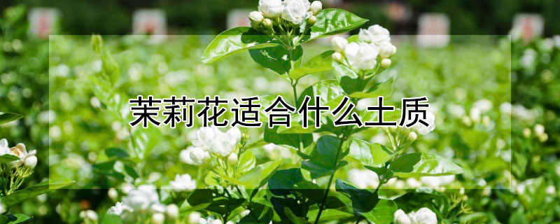 茉莉花适合什么土质 茉莉花适合什么土质栽培