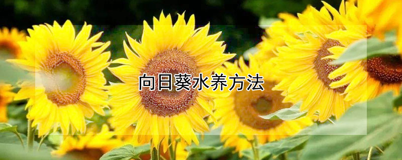 向日葵水养方法(向日葵水养方法和注意事项)